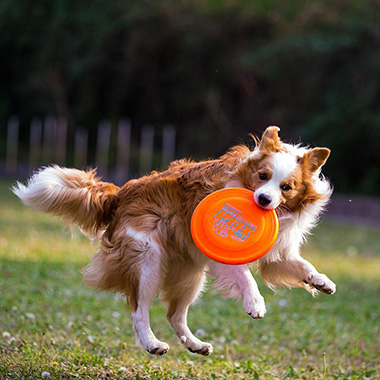 How to train a dog to play Frisbee?